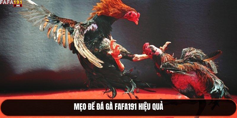 Mẹo để đá gà Fafa191 hiệu quả
