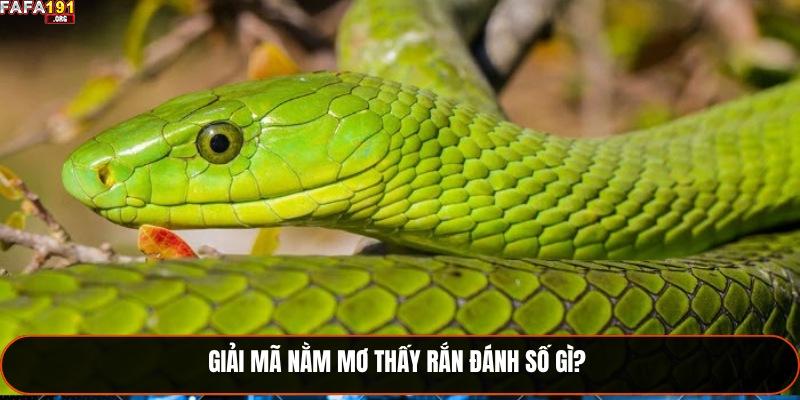 Giải mã nằm mơ thấy rắn đánh số gì? 